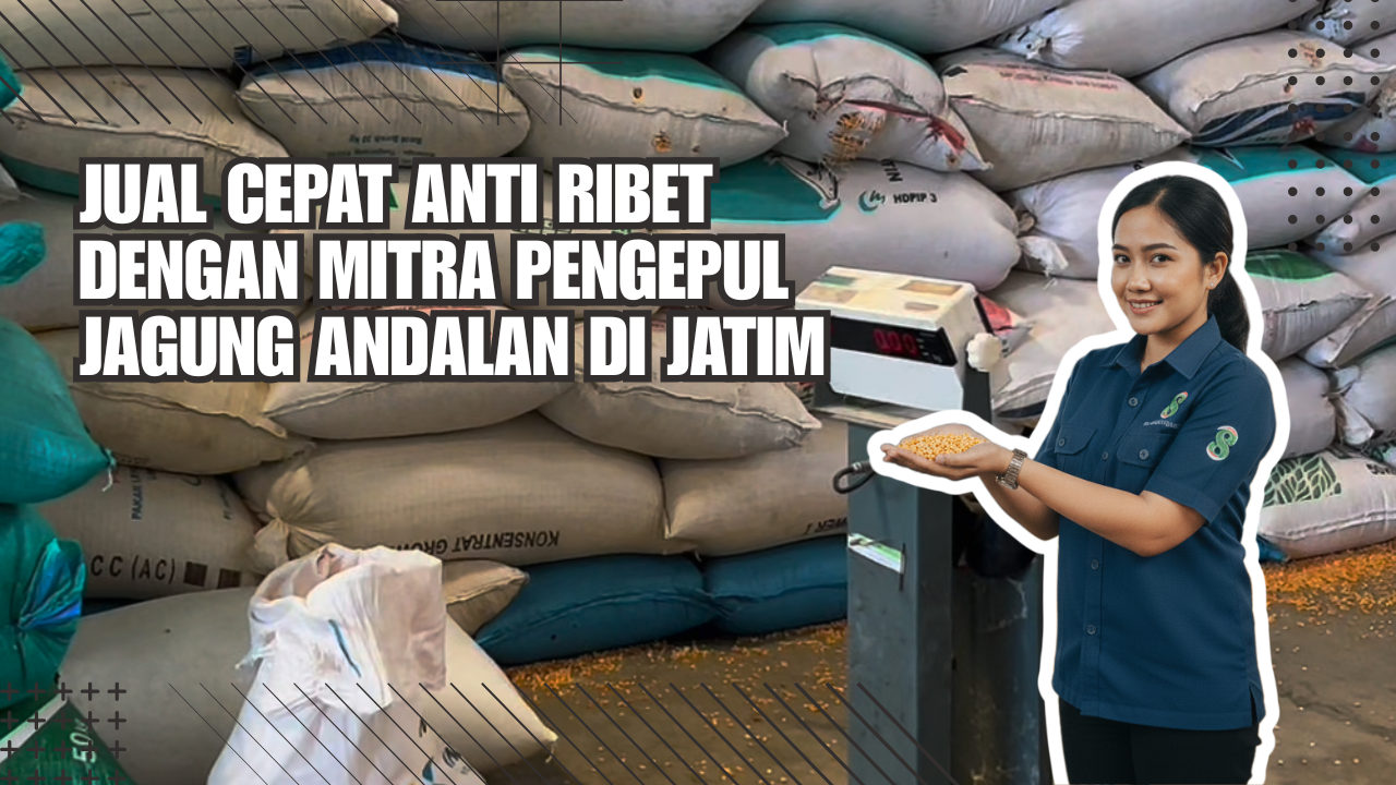 Jual Cepat Anti Ribet dengan Mitra Pengepul Jagung Andalan di Jatim